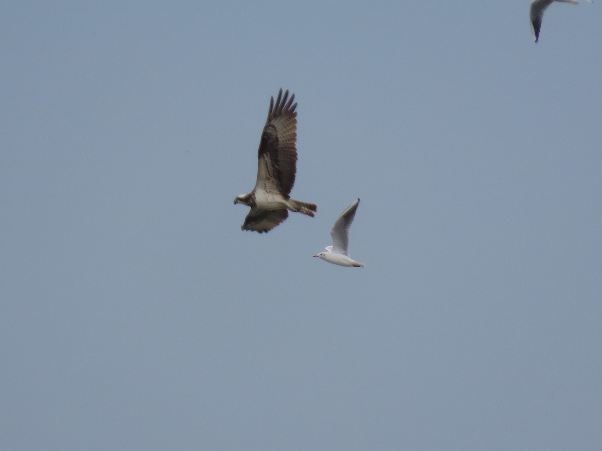 Osprey - ML642897178
