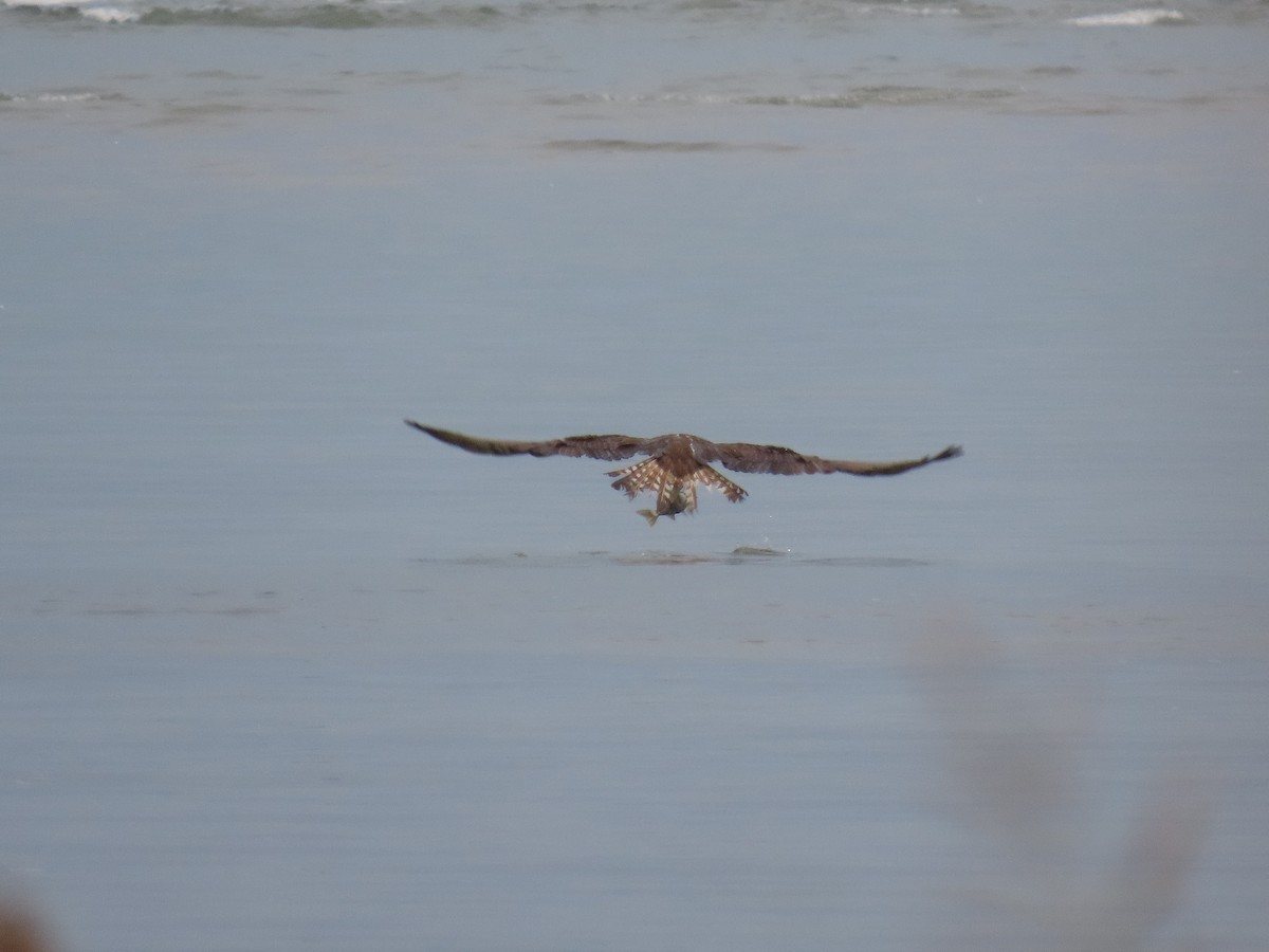 Osprey - ML642897179