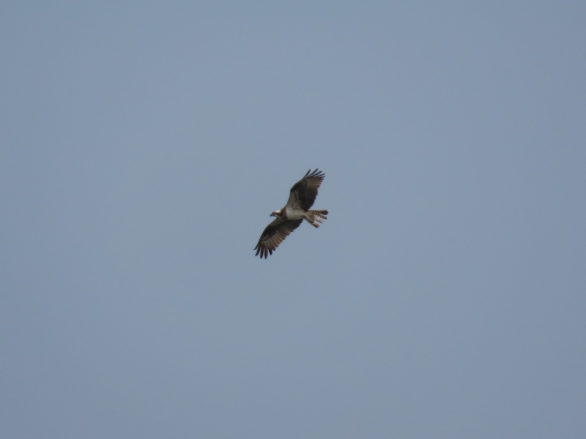 Osprey - ML642897180