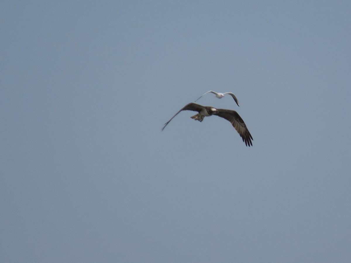 Osprey - ML642897181