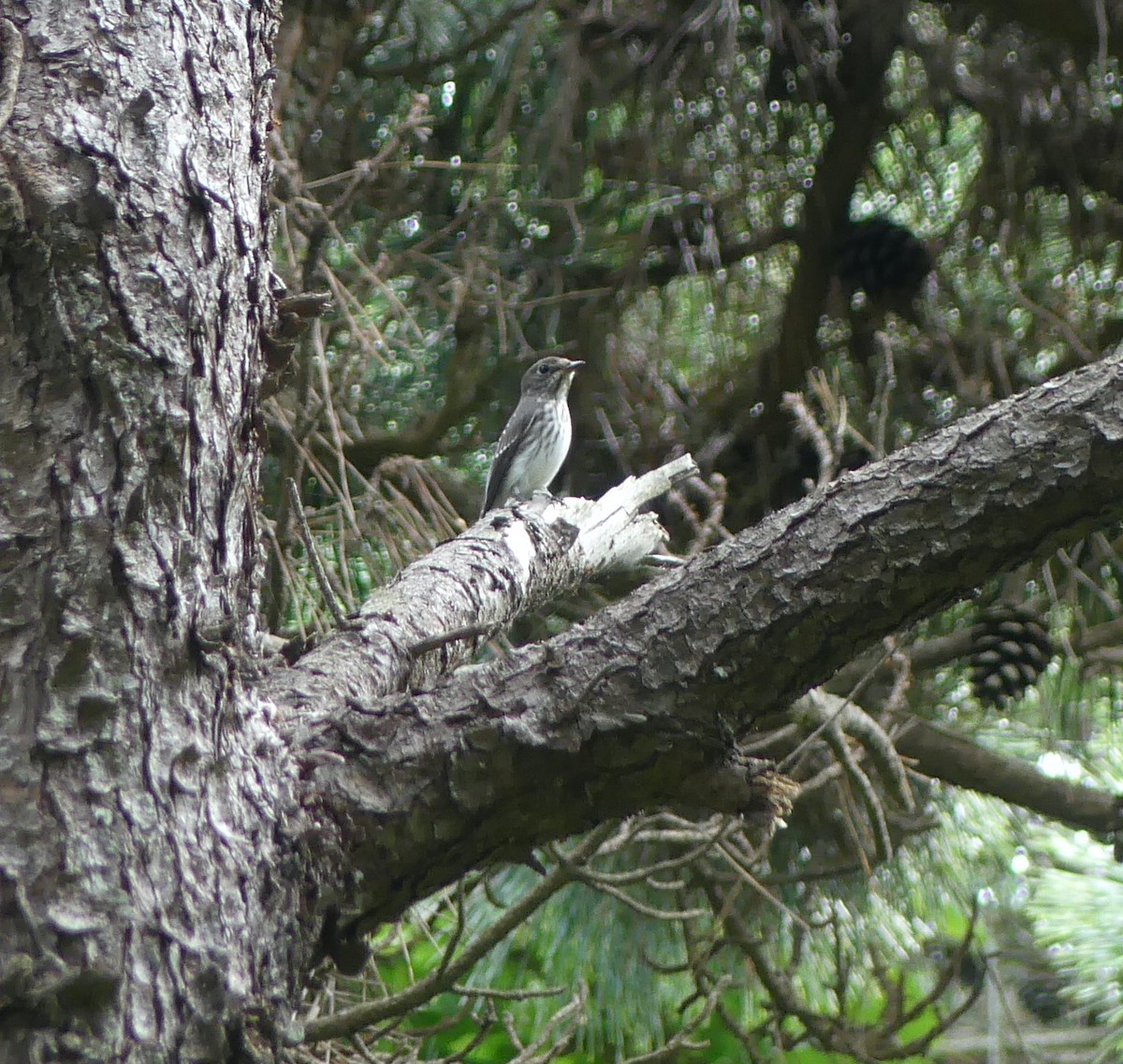 Gray-streaked Flycatcher - ML642897184