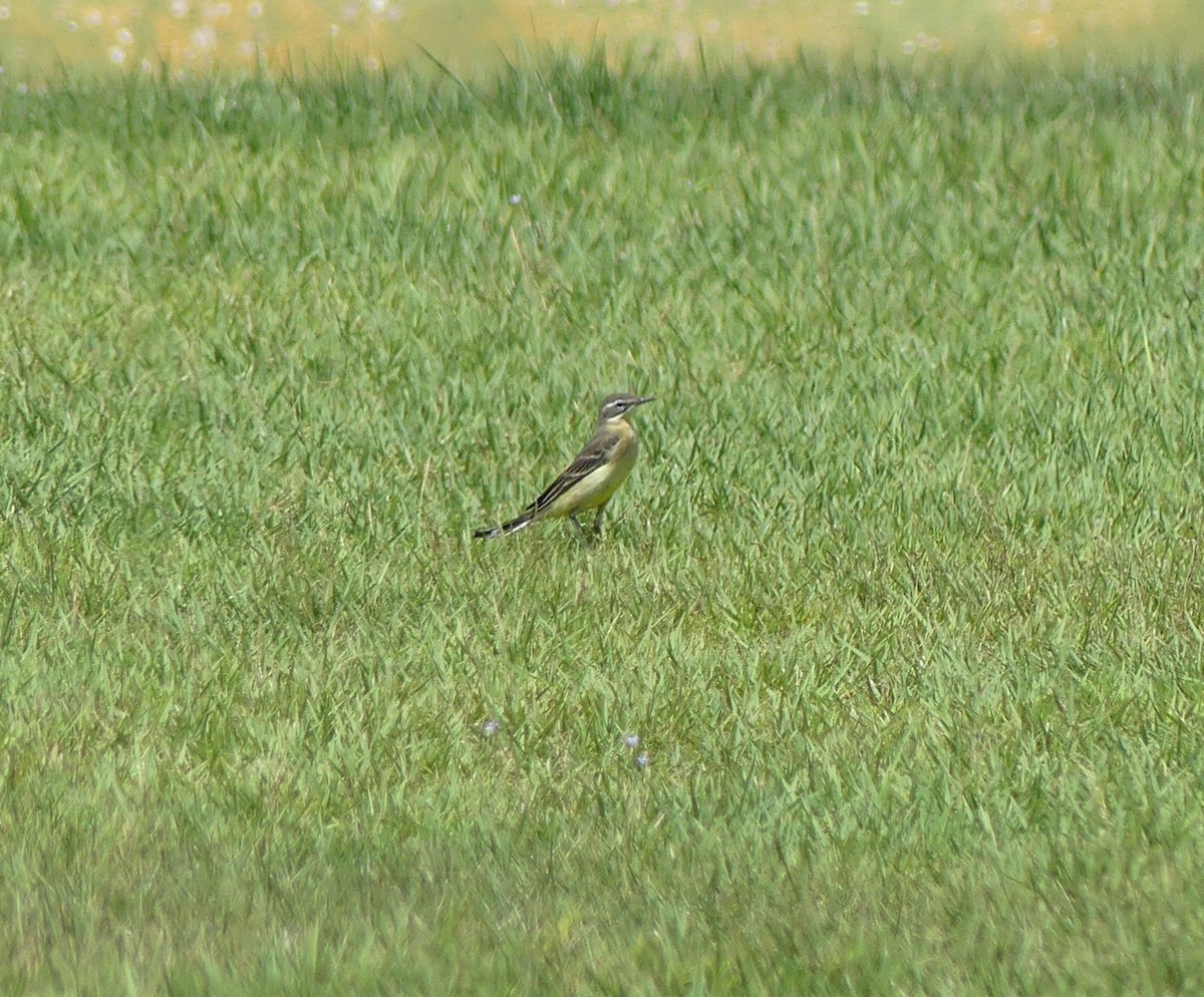 Eastern Yellow Wagtail - ML642897199