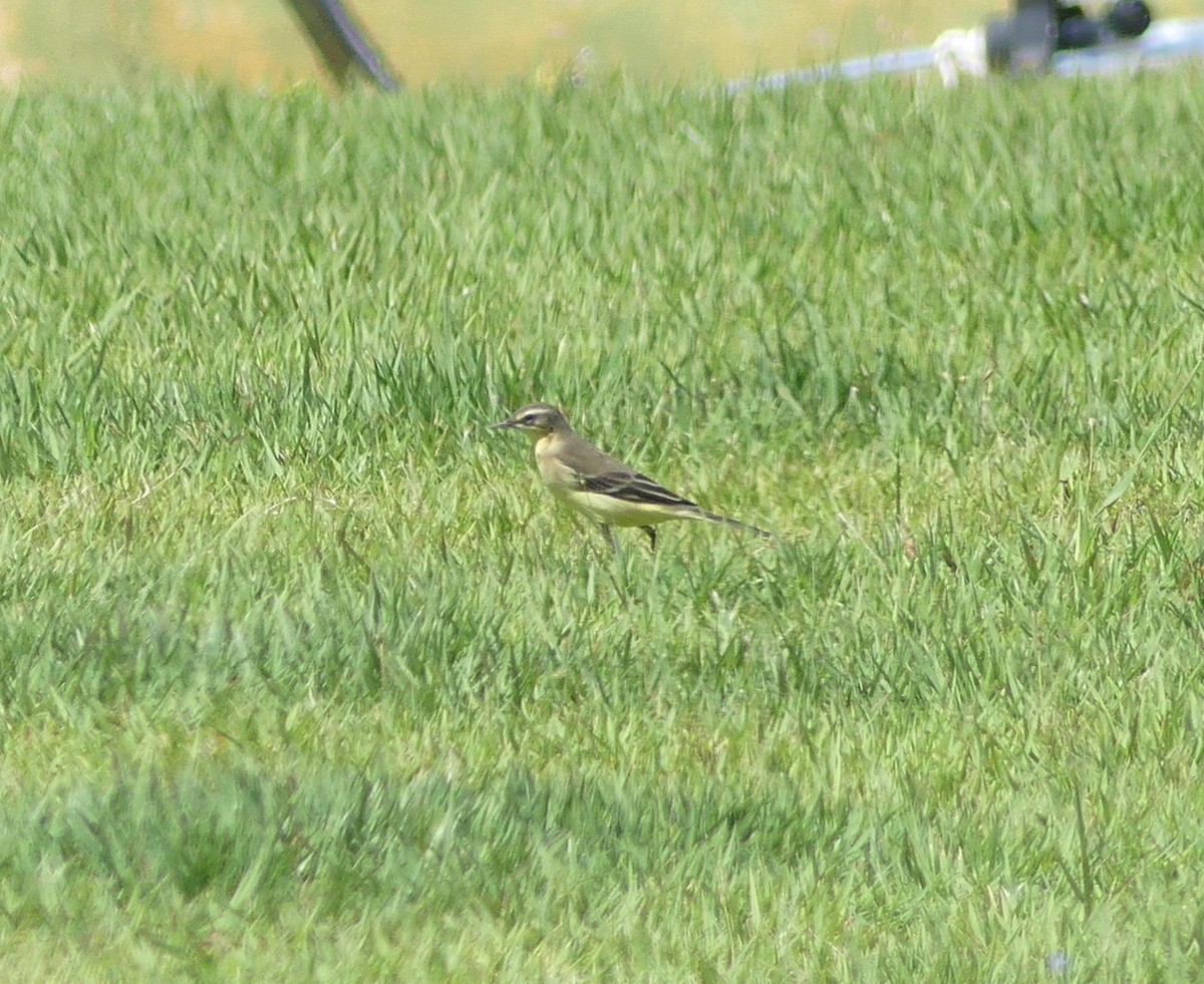 Eastern Yellow Wagtail - ML642897200