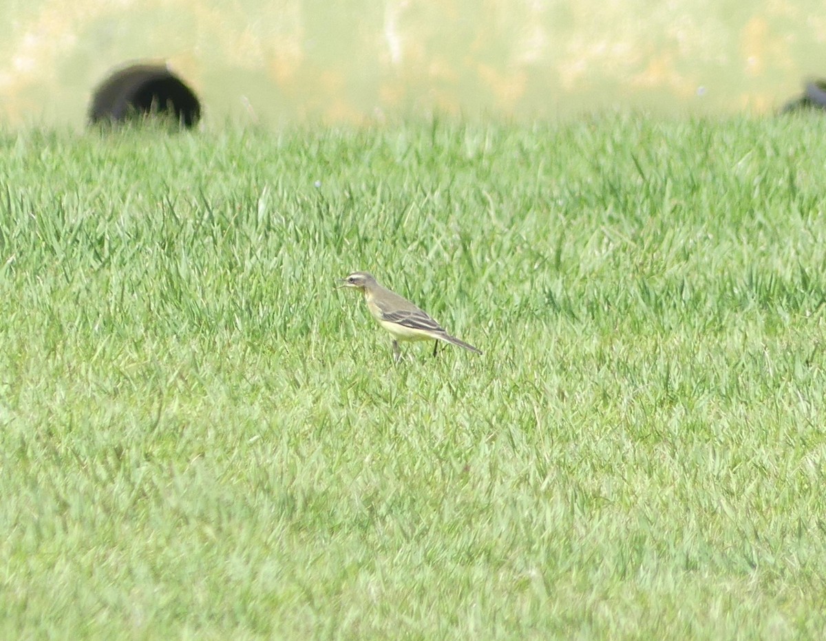 Eastern Yellow Wagtail - ML642897201