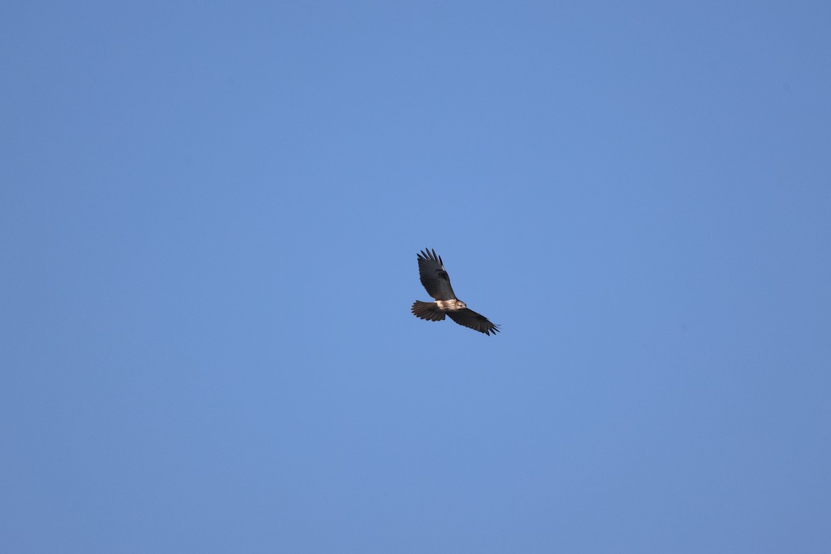 Eastern Buzzard - ML642897202