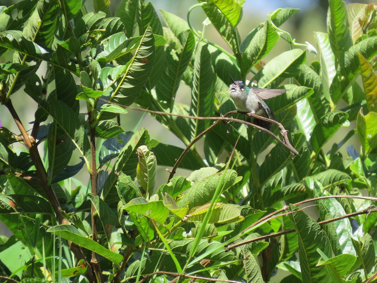 Violet-headed Hummingbird - ML642897203