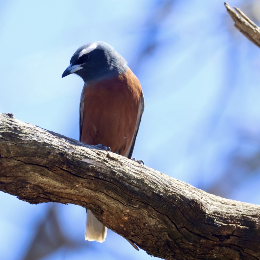 White-browed Woodswallow - ML642897204