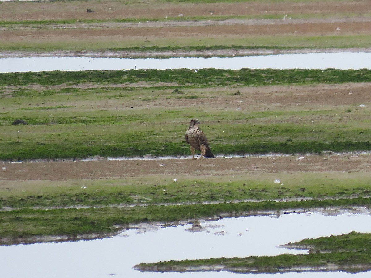 Peregrine Falcon - ML642897205