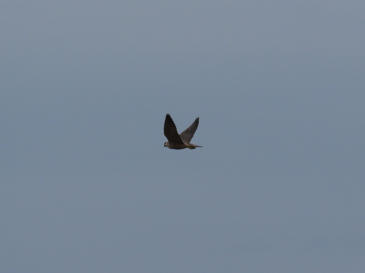 Peregrine Falcon - ML642897206
