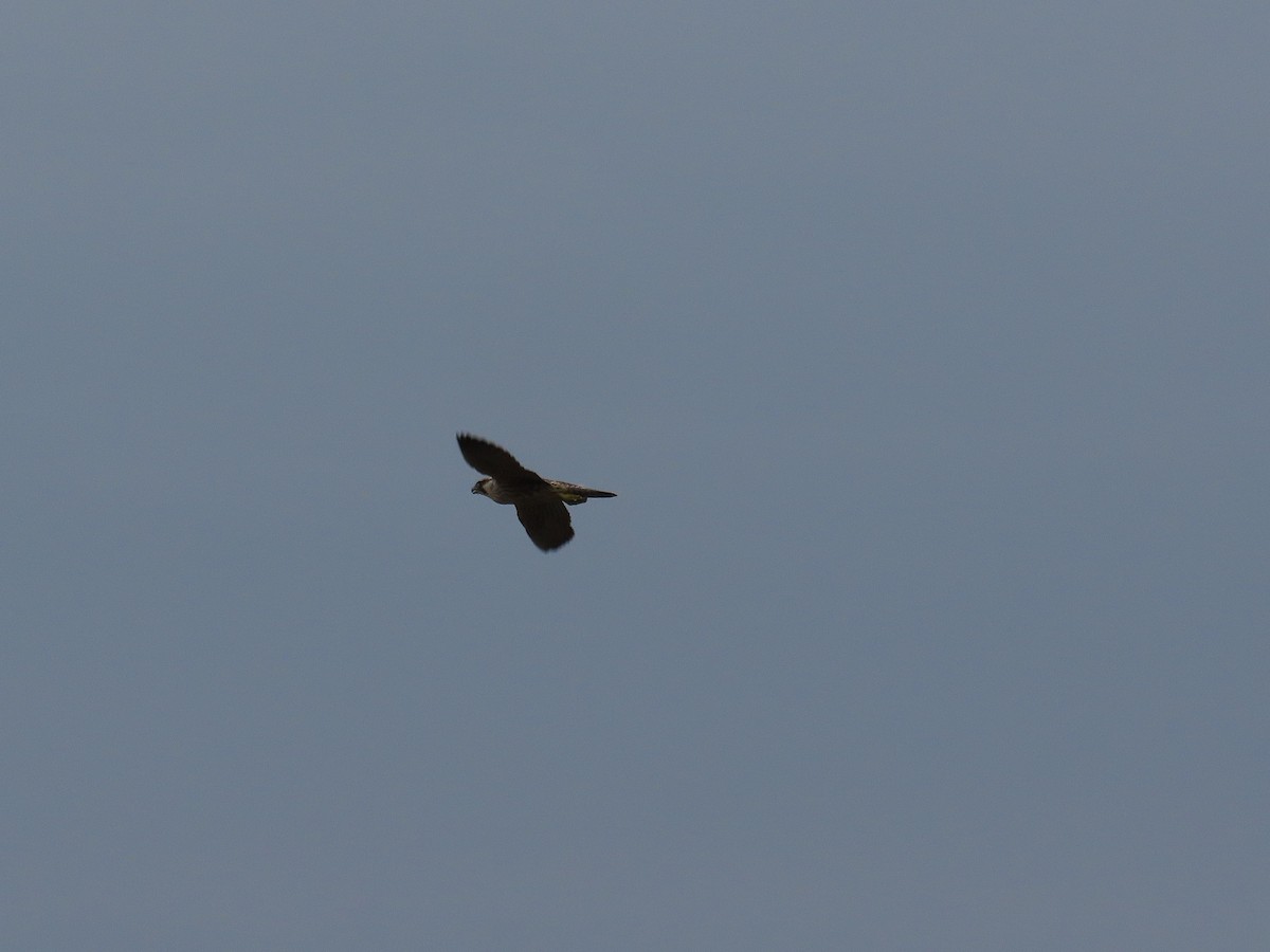 Peregrine Falcon - ML642897207