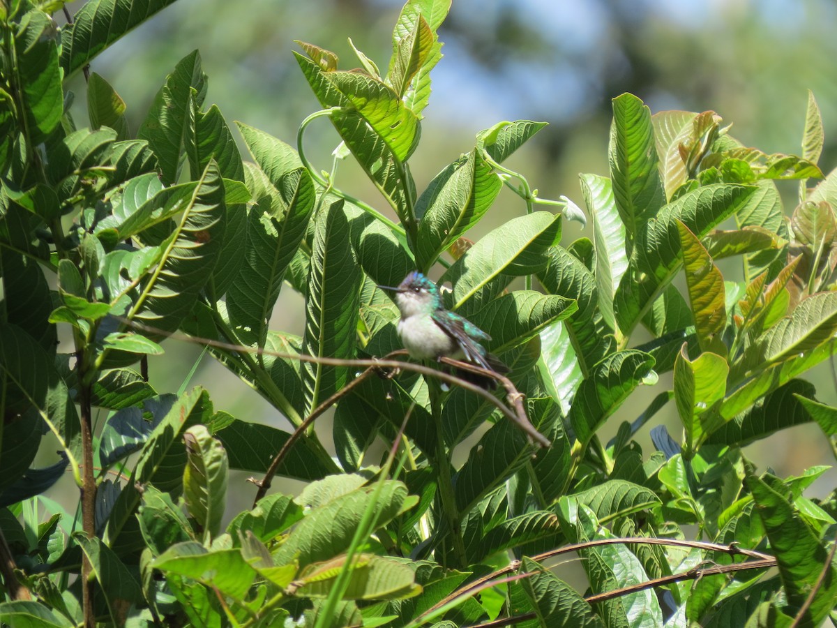 Violet-headed Hummingbird - ML642897208