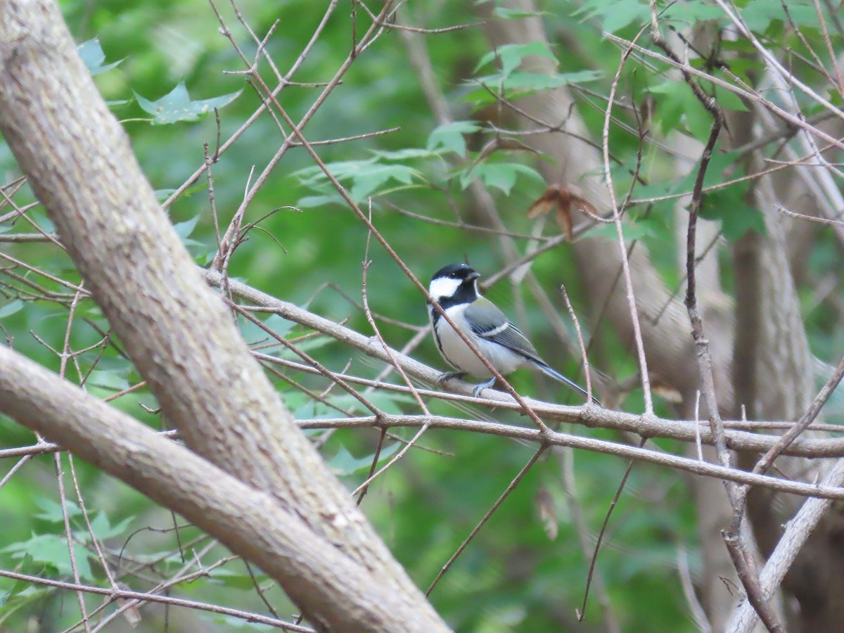 Asian Tit - ML642897210