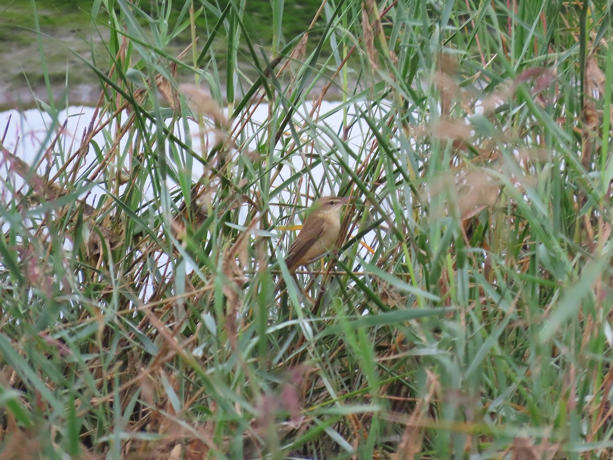 Oriental Reed Warbler - ML642897213