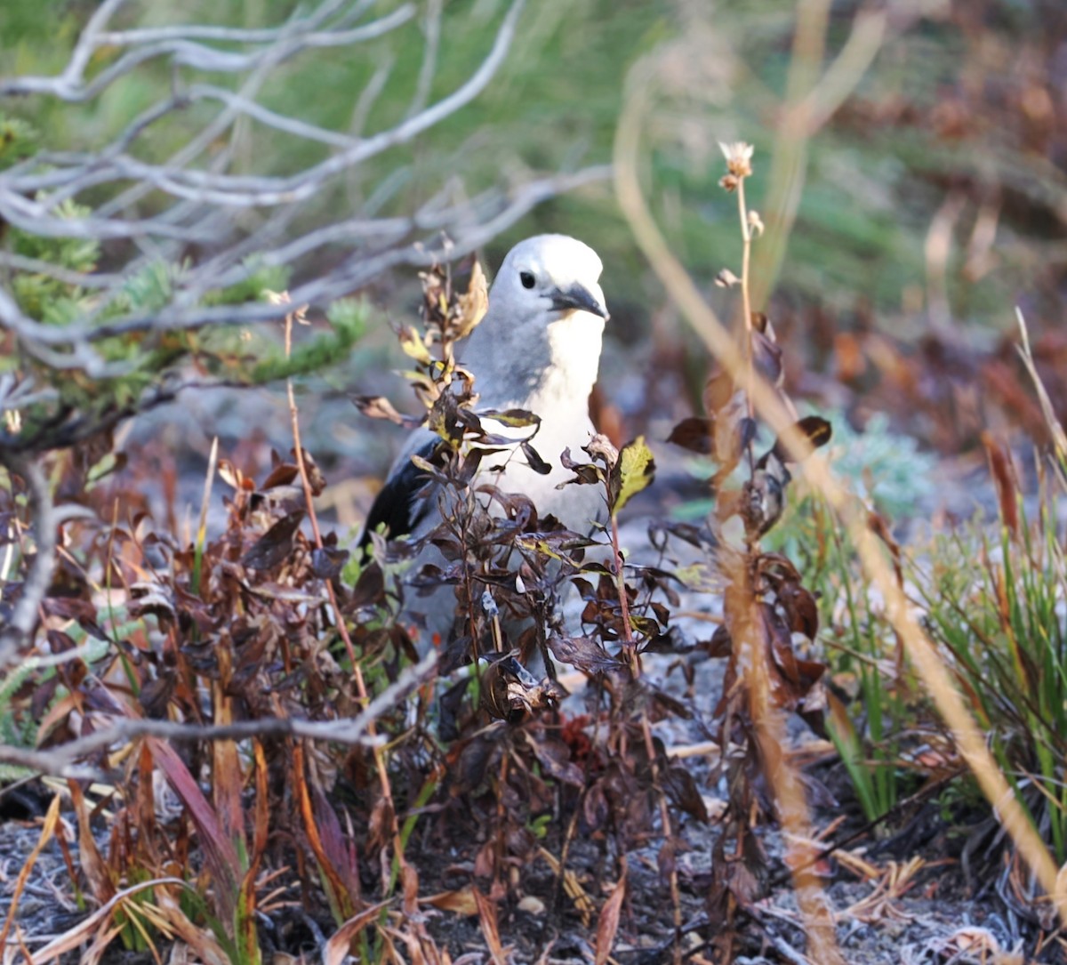 Clark's Nutcracker - ML642897215