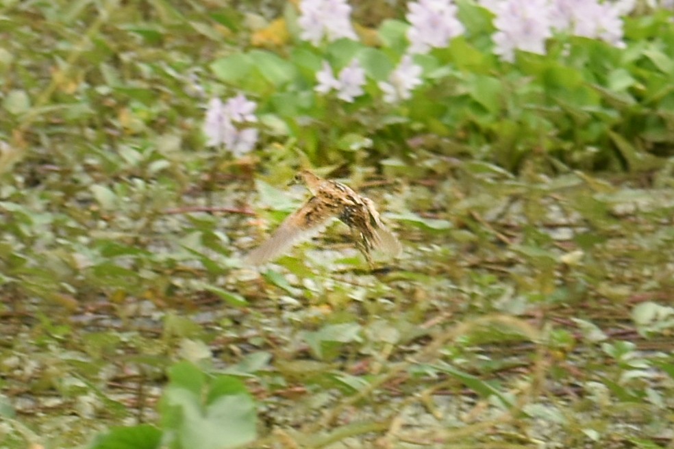 Schiribilla grigiata - ML642897216