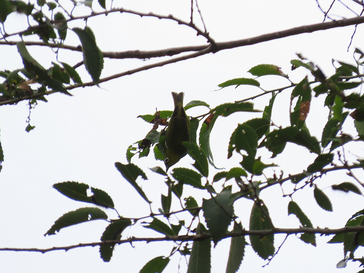 Chestnut-flanked White-eye - ML642897217