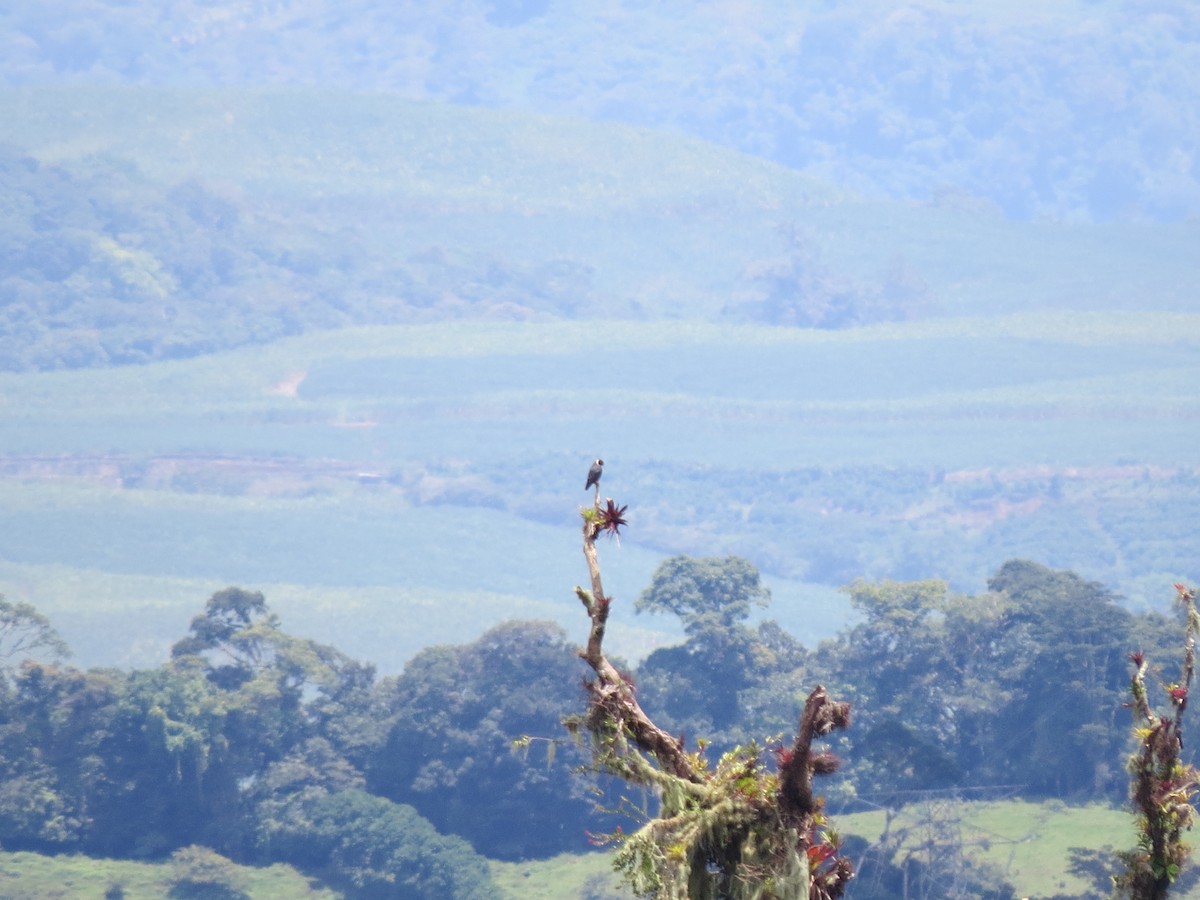 Bat Falcon - ML642897223
