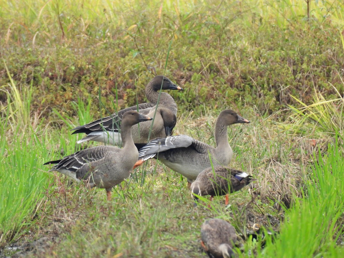 Tundrasaatgans - ML642897233