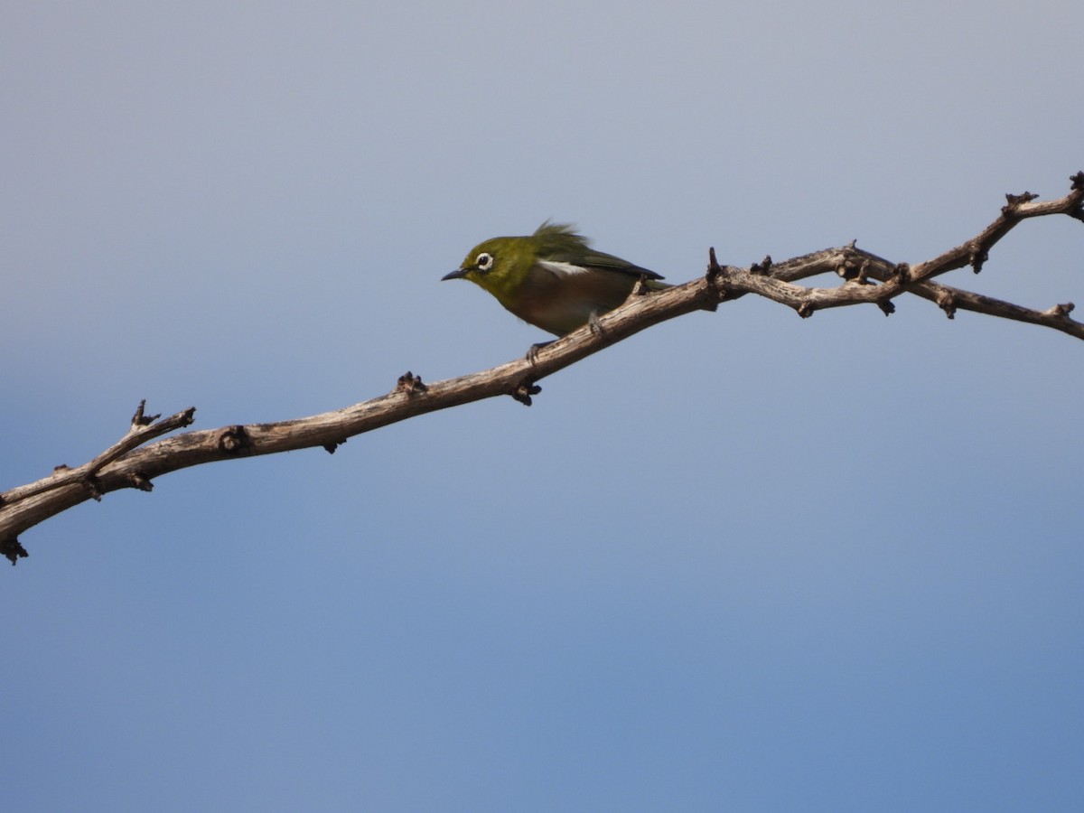 Warbling White-eye - ML642897242