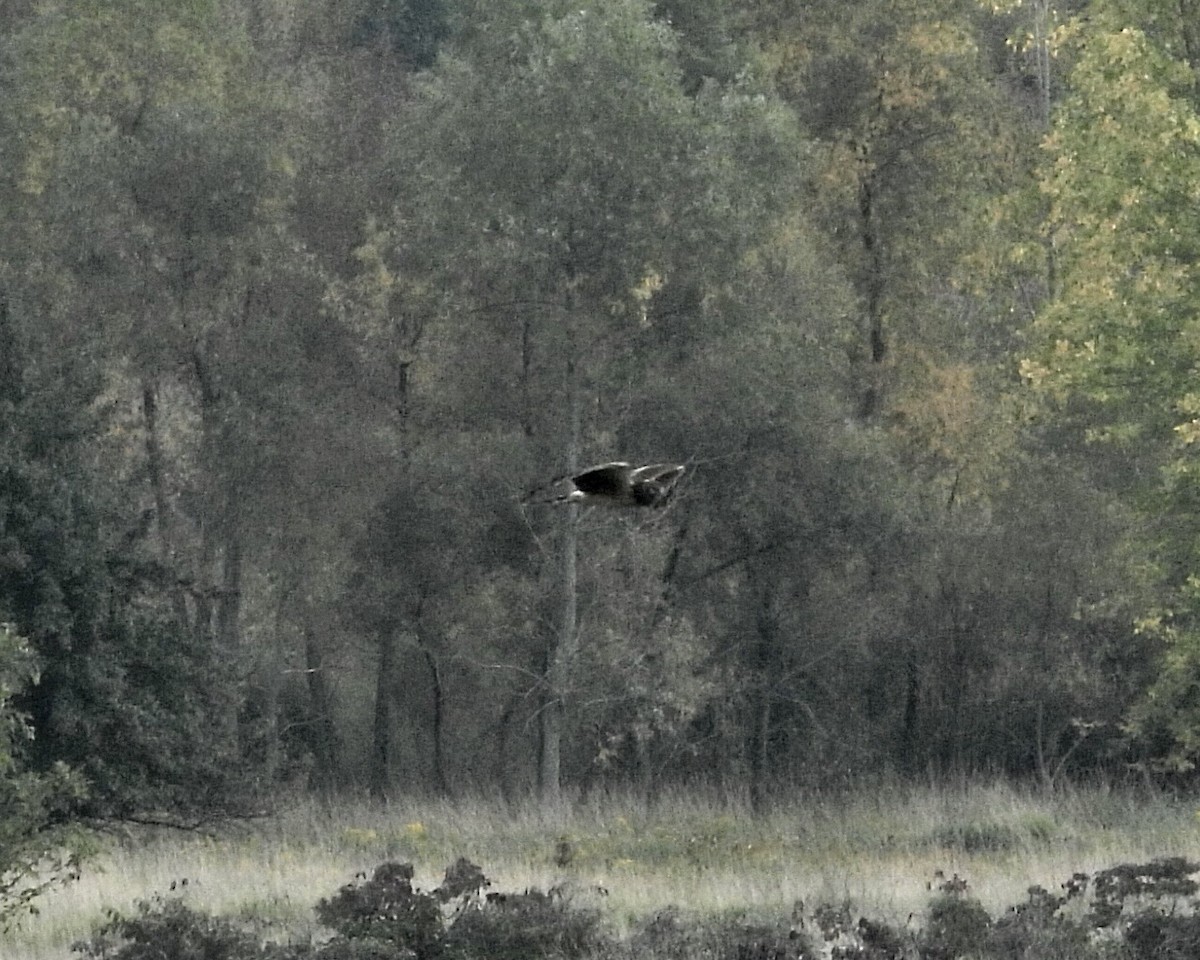 moták severoamerický - ML642897245