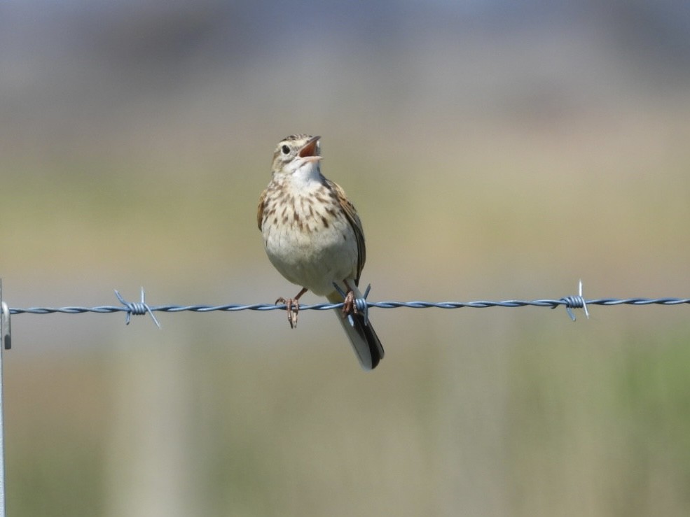 Australian Pipit - ML642897256