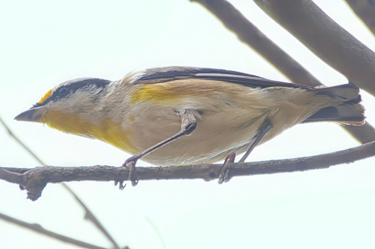 Striated Pardalote (Black-headed) - ML642897258