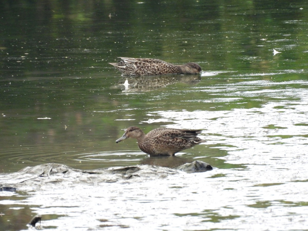 čírka obecná (ssp. crecca) - ML642897273
