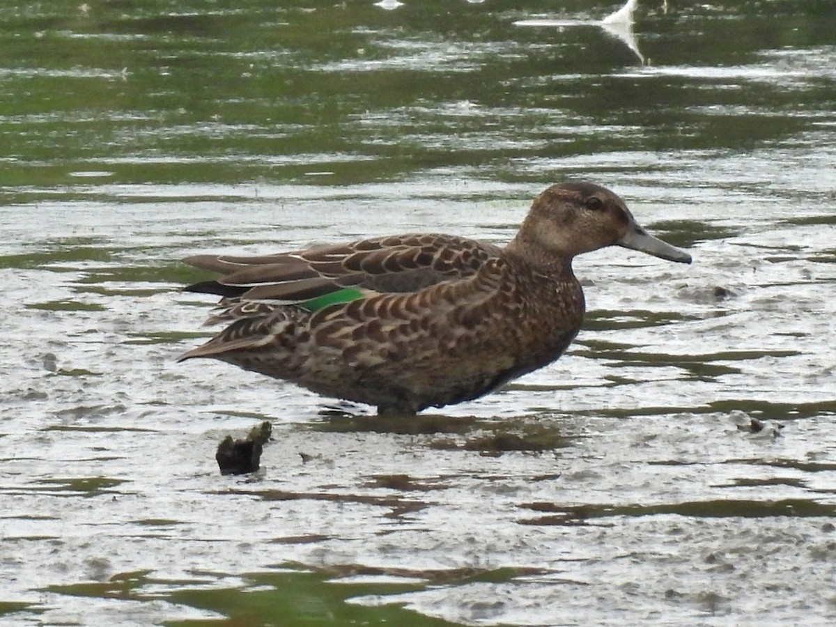 čírka obecná (ssp. crecca) - ML642897274