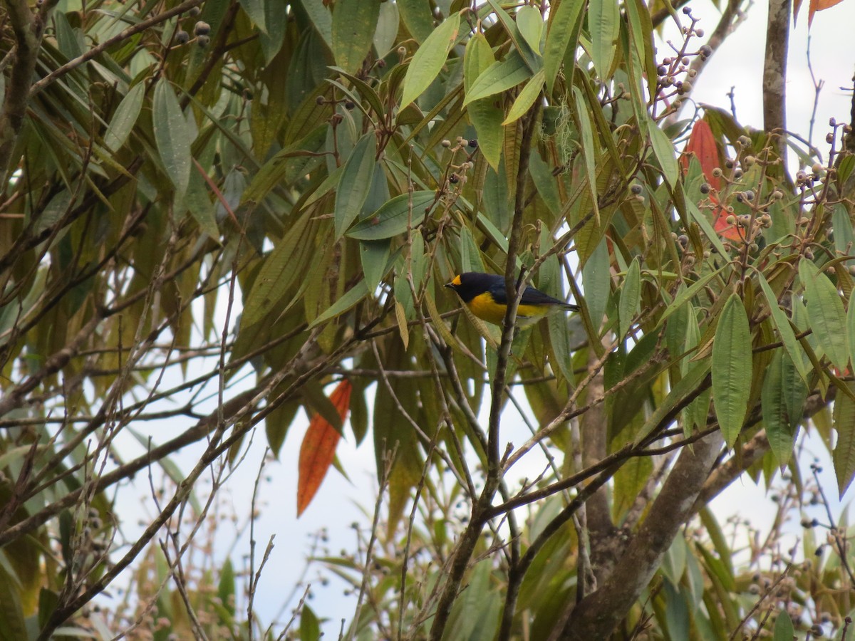 White-vented Euphonia - ML642897275