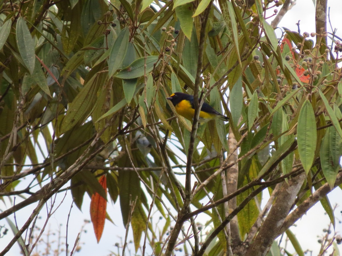 White-vented Euphonia - ML642897276