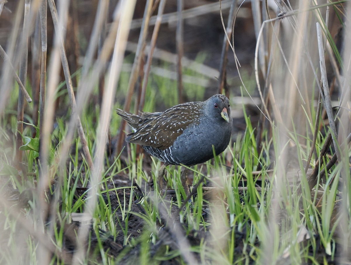 Australian Crake - ML642897277