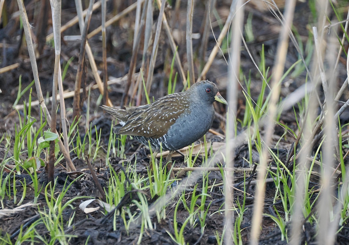 Australian Crake - ML642897278