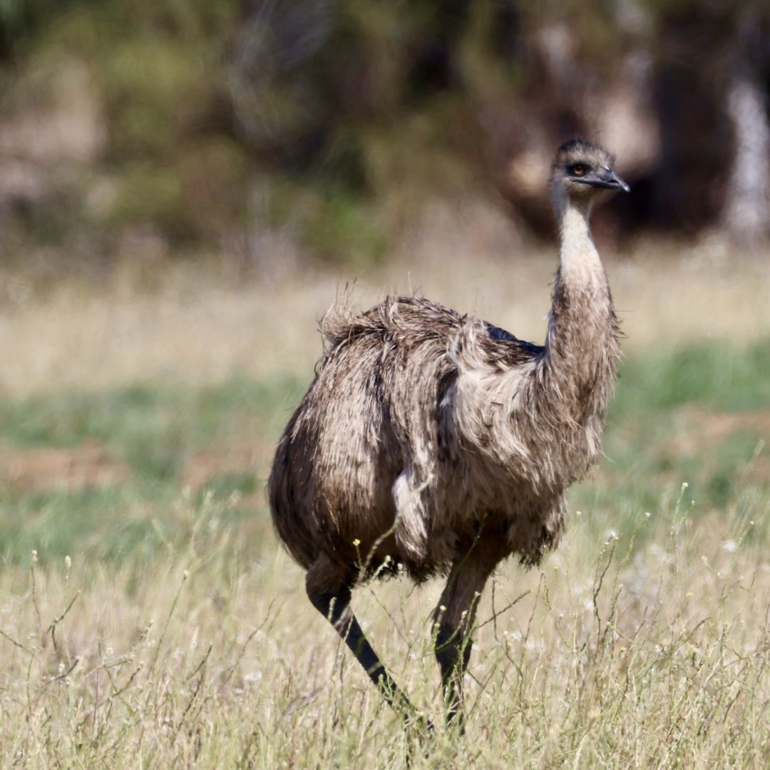 emu hnědý - ML642897283
