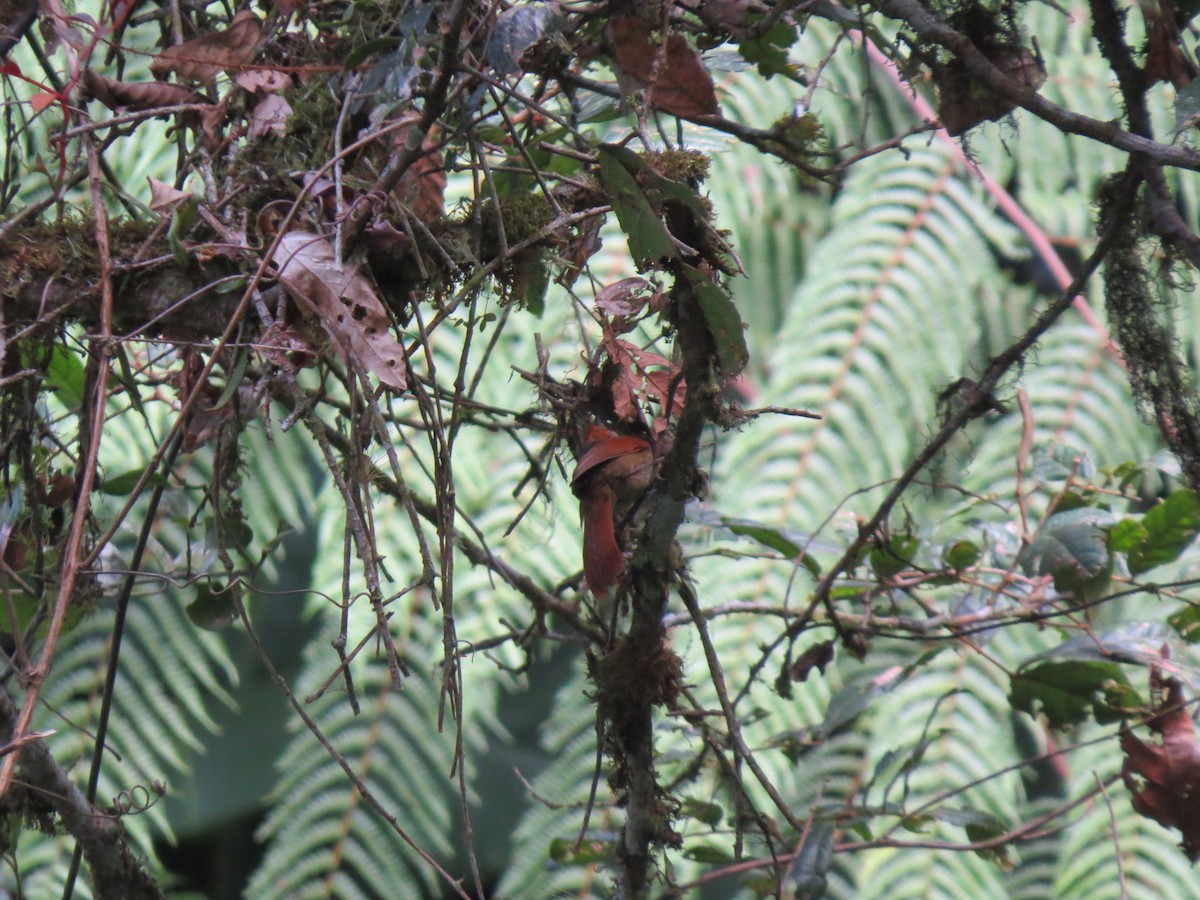 Red-faced Spinetail - ML642897286