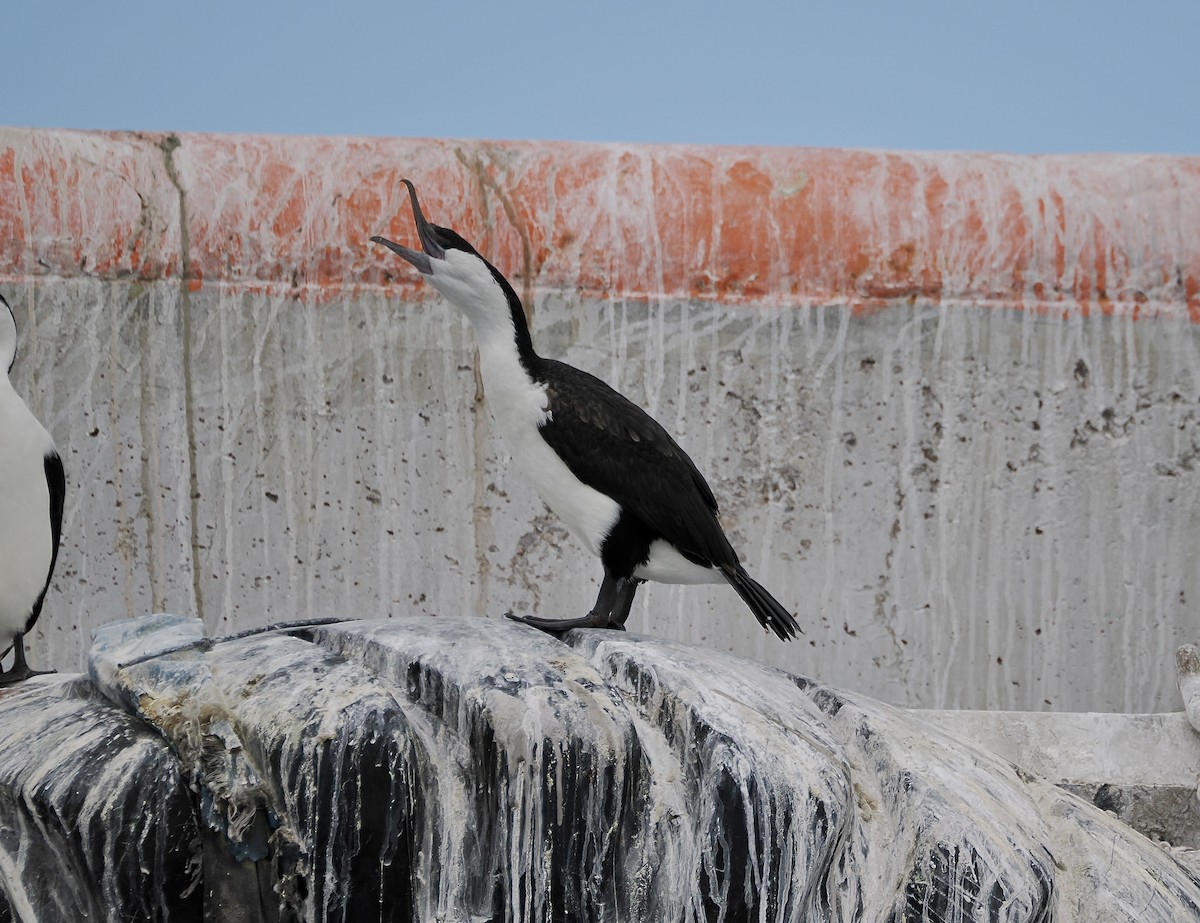 Cormorán Carinegro - ML642897290