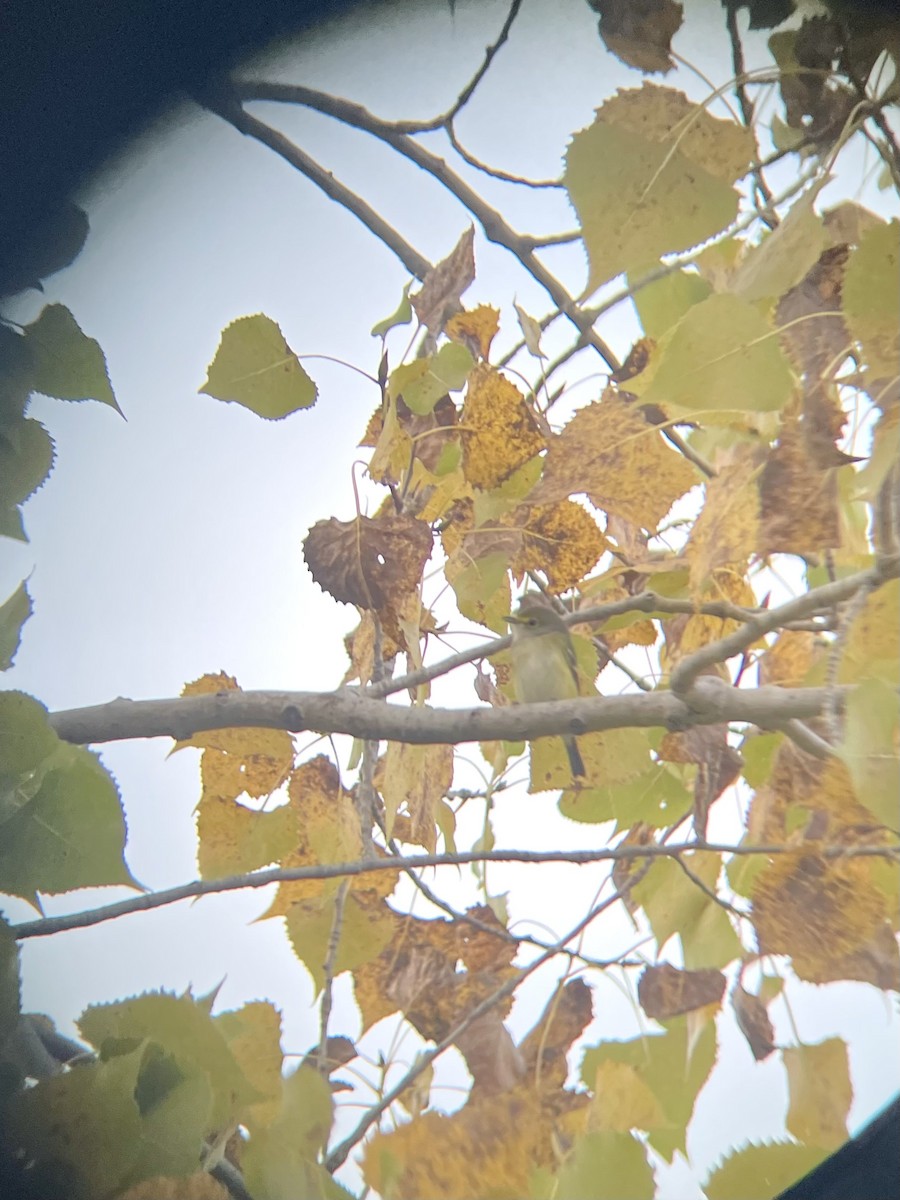 White-eyed Vireo - ML642897300