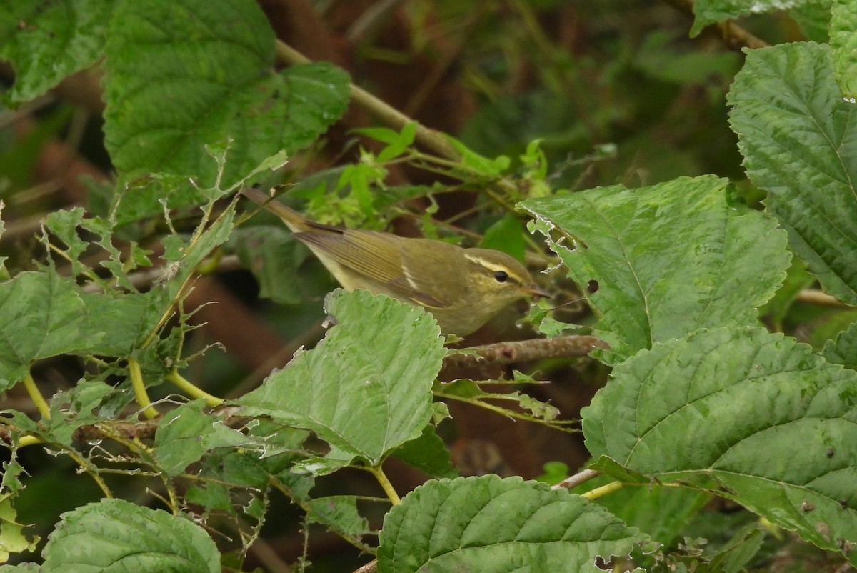 Arctic Warbler - ML642897303