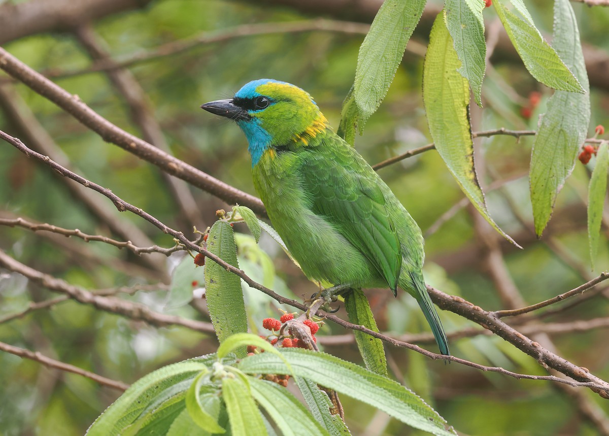 Golden-naped Barbet - ML642897315