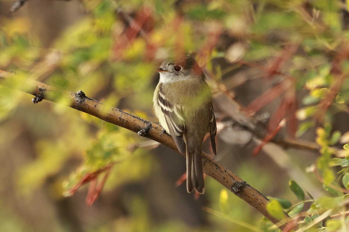 Hammond's Flycatcher - ML642897316
