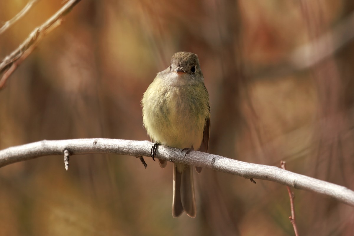 Hammond's Flycatcher - ML642897318