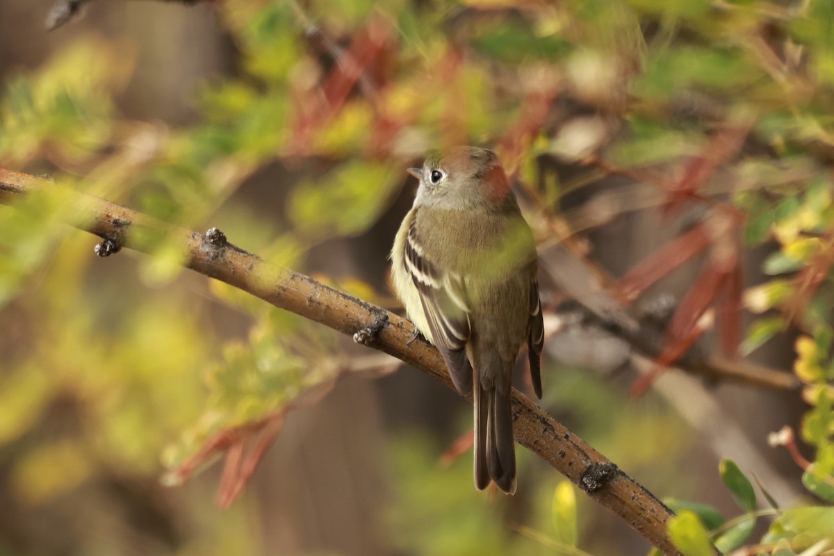 Hammond's Flycatcher - ML642897319