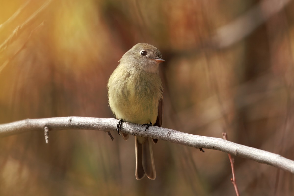 Hammond's Flycatcher - ML642897321