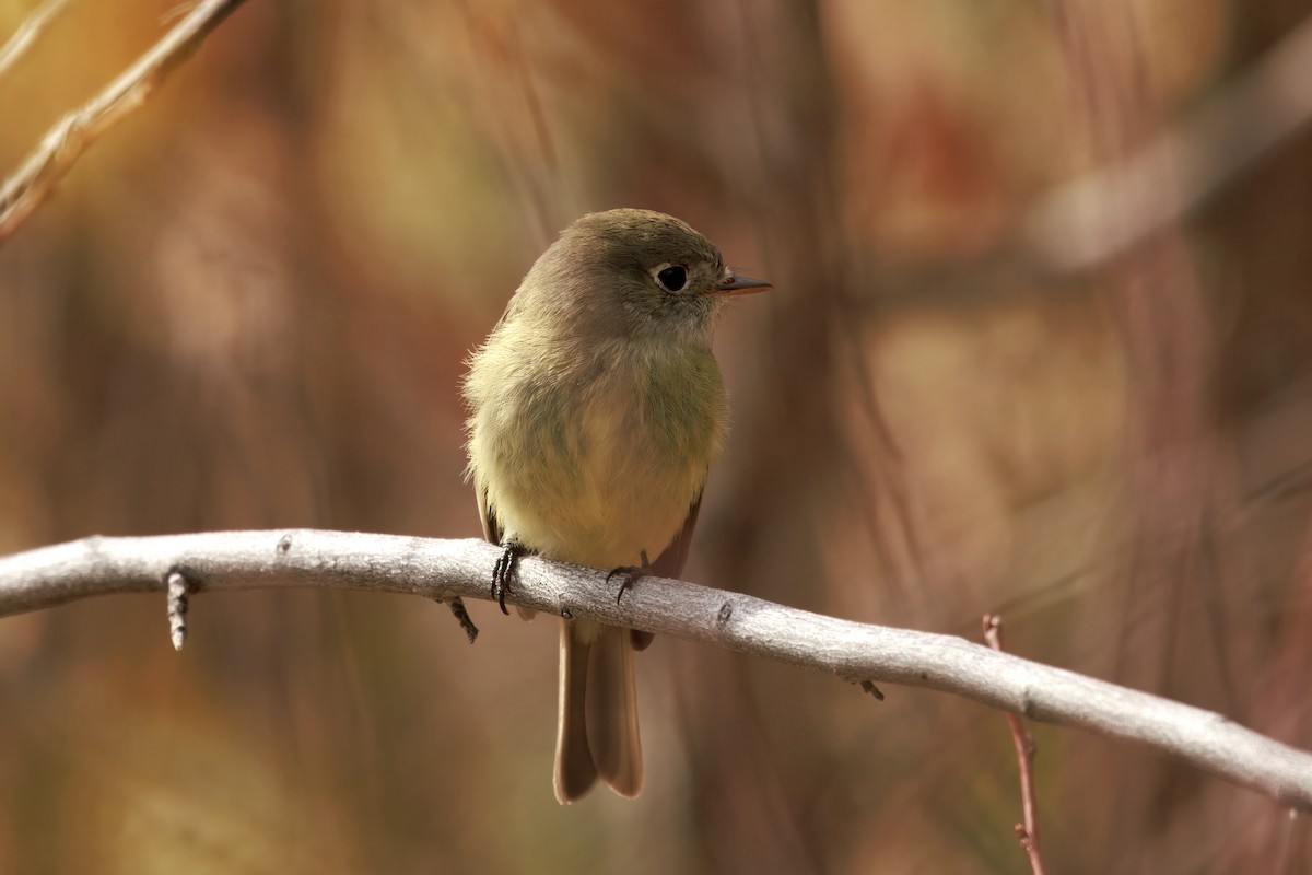 Hammond's Flycatcher - ML642897323