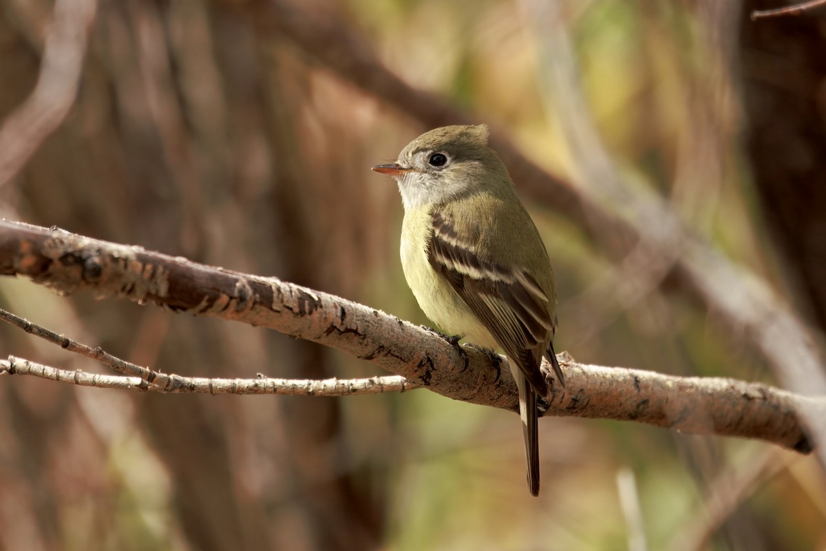 Hammond's Flycatcher - ML642897324