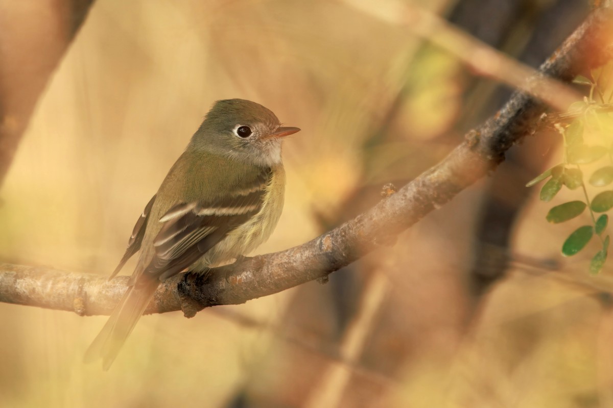 Hammond's Flycatcher - ML642897325