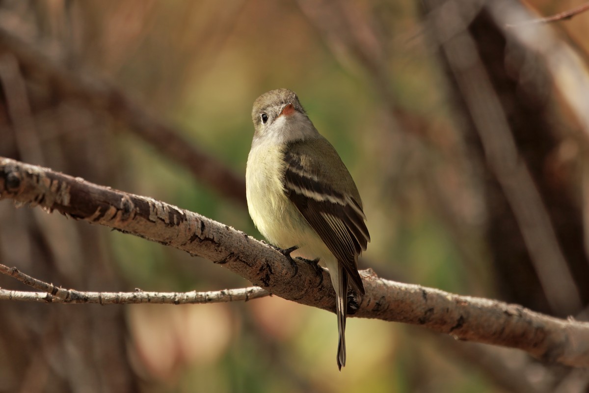 Hammond's Flycatcher - ML642897326