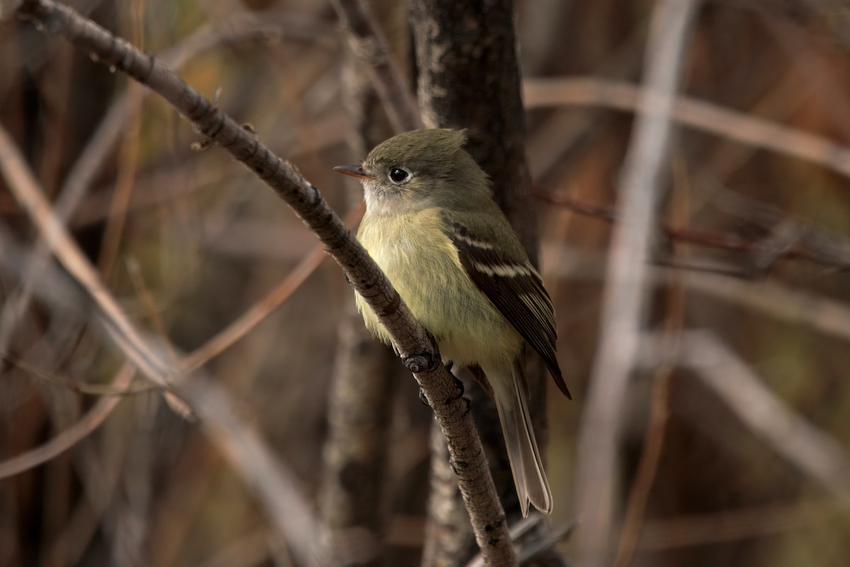 Hammond's Flycatcher - ML642897327