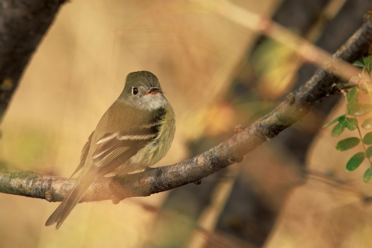 Hammond's Flycatcher - ML642897328