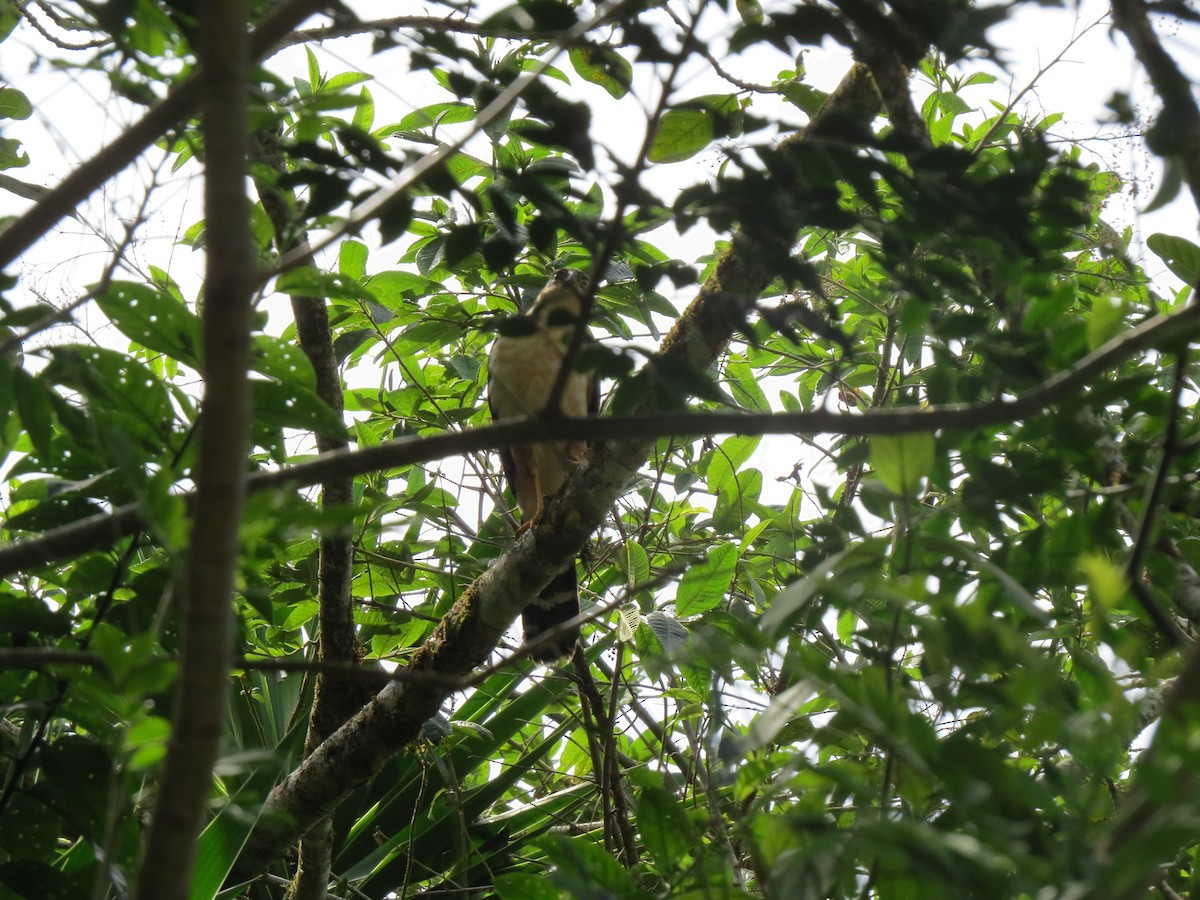 Bicolored Hawk - ML642897329
