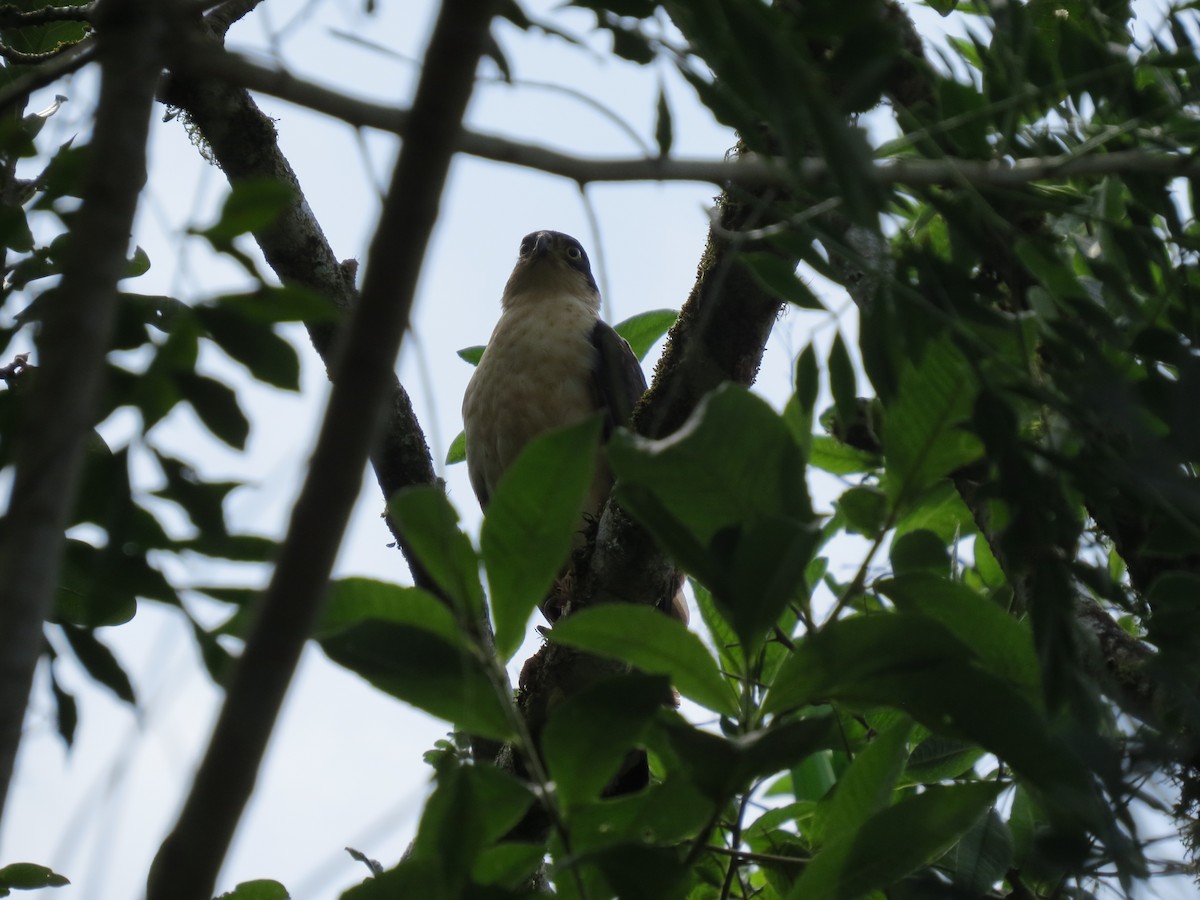 Bicolored Hawk - ML642897330